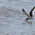 Black Skimmer Looking for Lunch