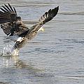 The Catch