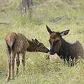 Nuzzling