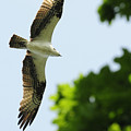 Backlit Osprey