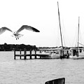 Gull Wing