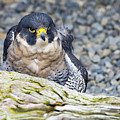 Peregrine Falcon 1